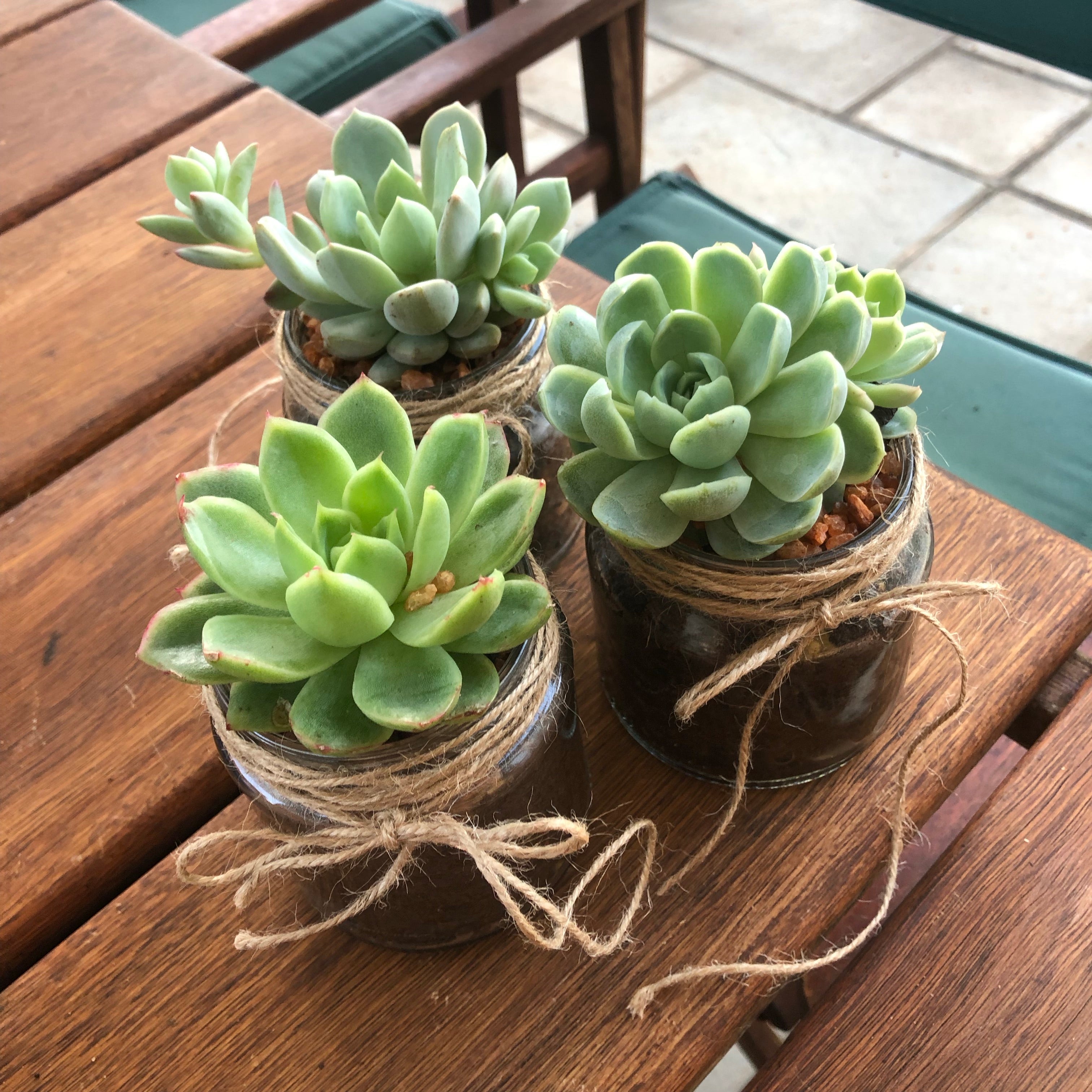 succulent hashtags Weddings | Custom Succulent favors